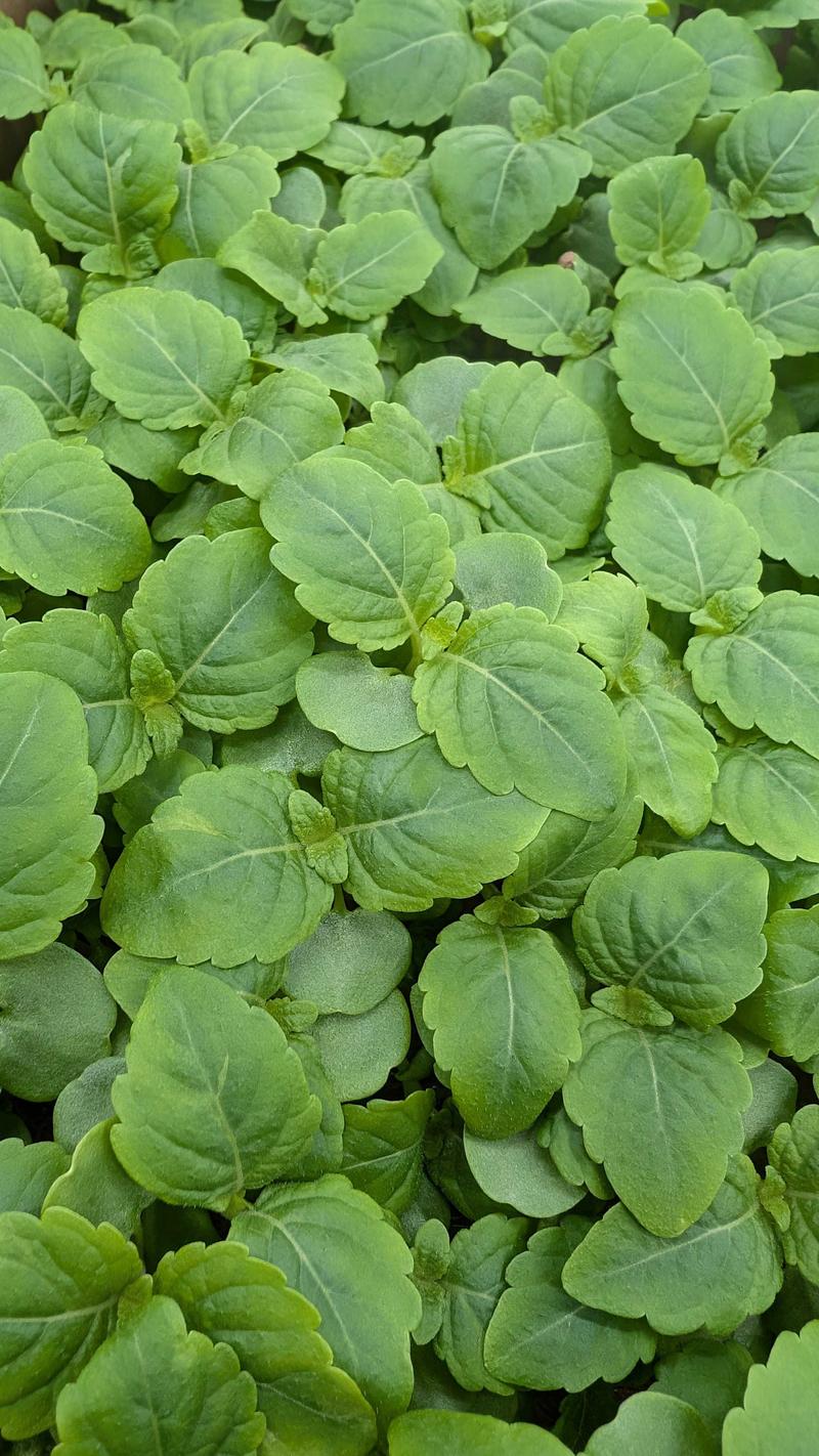 Grønn Shiso